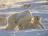 A Mother's Special Touch (Polar Bears)