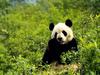 Giant Panda, Wolong Reserve, China