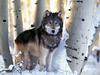 Winter Hunting Gray Wolf