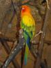 Sun Conure Parrot (Aratinga solstitialis)