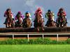 A Race to the Finish Steeplechase (Horse Race)