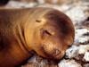 A Soft Pillow (Sea Lion pup)