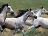 Arabian Stallions (Horses)