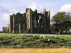 Berwick Upon Tweed, Scotland (Sheep herd)