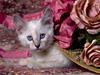 Cat in the Hat, Siamese Kitten