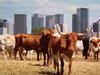 City Slickers, Dallas, Texas (Longhorn Cattle)