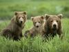 Curious Cubs and Mom (Brown Bears)