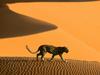 Desert Passage, Sossusvlei Park, Namibia, Africa (African Leopard)