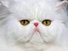 Elegant Eyes, White Persian (Cat)