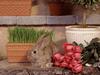 Garden Hare (Rabbit)