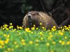 Groundhog, Grandfather Mountain, North Carolina
