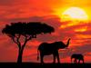 Mother and Baby Silhouetted at Sunrise, Kenya (African Elephants)