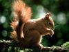 Munch Time (American Red Squirrel)