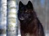 Predatory Eyes, Black Wolf