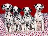 Puppy Love (Dalmatian Dogs)