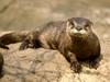 North American River Otter, Nashville, Tennessee