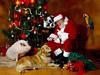Santa's Helpers (Pig, Dog, Macaw)