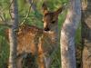 Sitka, Black-tailed Deer Fawn - Sitka deer (Odocoileus hemionus sitkensis)