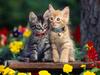 Two Cute (Kittens)