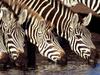 Zebras at the Water Hole, Kenya