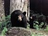 반달곰 Ursus thibetanus ussuricus (Manchurian Black Bear)