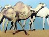 단봉낙타 Camelus dromedarius (Dromedary Camel)