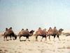 쌍봉낙타 Camelus bactrianus (Bactrian Camel)