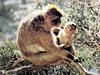 바바리원숭이 Macaca sylvanus (Barbary Macaque)
