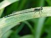 이슬을 머금은 아침 실잠자리 --> 아시아실잠자리 수컷 Ischnura asiatica (Asiatic Bluetail Damselfly)