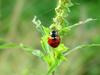 이슬을 머금은 칠성무당벌레 (Coccinella septempunctata) - Seven-spotted Ladybug