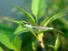 실잠자리 --> 아시아실잠자리 수컷 Ischnura asiatica (Asiatic Bluetail Damselfly)