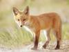 Red Fox Kit, Indiana