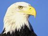 Enduring Look (Bald Eagle)