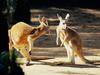 Kangaroo Conversation Australia (Red Kangaroos)