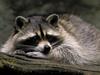 Ready for a Nap (American Raccoon)
