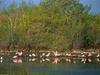 Roseate Spoonbills, Ding Darling National Refuge, Florida