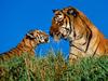 A Mother's Touch (Tigers)