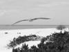 Laysan Albatross, Midway Island