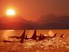 Sunset Coast (Killer Whales - Orcas)