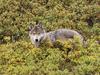 Tundra of Alaska, Gray Wolf