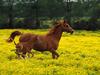 Arabian Mare and Foal, Louisville, Kentucky (Horses)