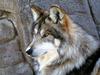 Mexican Gray Wolf