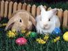 Easter Egg Hunt (Rabbits)