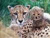 Family Close-Up, Cheetahs