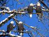 Four of a Kind, Bald Eagles, Alaska