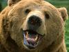 Grin and Bear It (Brown Bear Face)