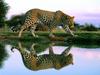 Spotted Reflections, Africa (Leopard)