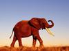 Walking in the Morning Light (African Elephant)