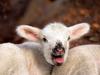 Laughing Stock (Sheep/Lamb)