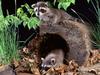 American Raccoon Babies